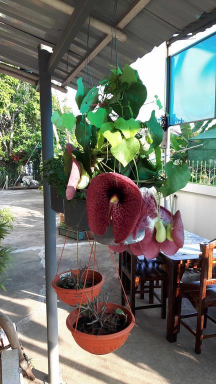 Hom Baan Chiang Mai Exterior foto